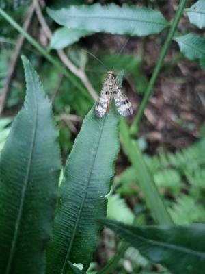<a href="https://taieol.tw/muse/digi_object/00afbabdde3815e3c01342dffb849d3b" target="_blank">斑蠍蛉／By：wayne2003／iNaturalist</a>