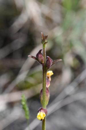<a href="https://taieol.tw/muse/digi_object/ab232c833e1d097fefeca4931d63e28b" target="_blank">胡麻草／By：tsaumuensis／iNaturalist</a>