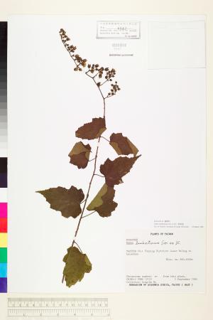 <a href="https://brmas.openmuseum.tw/muse/digi_object/e86ece6983ac5f9f175138fb5ed86d5b" target="_blank">高梁泡／中央研究院生物多樣性研究博物館植物標本館 (HAST)</a>