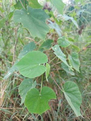 <a href="https://taieol.tw/muse/digi_object/70d7ad4965d756a6ac73a121fb0bfcad" target="_blank">冬葵子／By：naturalist5923／iNaturalist</a>