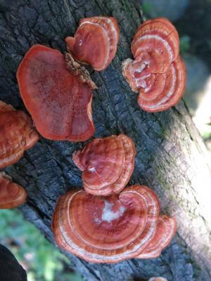 Pycnoporus cinnabarinus(朱紅密孔菌)