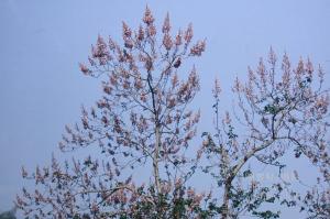<a href="https://taieol.tw/muse/digi_object/ced07df3fc2f39f77876b63ea4262876" target="_blank">臺灣泡桐／By：陳育賢／臺灣物種名錄(TaiCOL)</a>