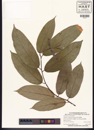 <a href="https://brmas.openmuseum.tw/muse/digi_object/e9186c4bd4587f88b2f3bf2c6a4096c8" target="_blank">巒大雀梅藤／中央研究院生物多樣性研究博物館植物標本館 (HAST)</a>