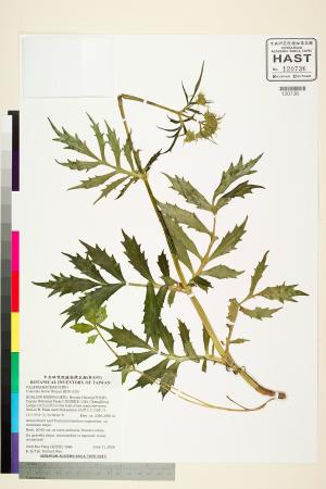 <a href="https://brmas.openmuseum.tw/muse/digi_object/e942693400e2ce0cea676503b7520448" target="_blank">纈草(吉草)／中央研究院生物多樣性研究博物館植物標本館 (HAST)</a>