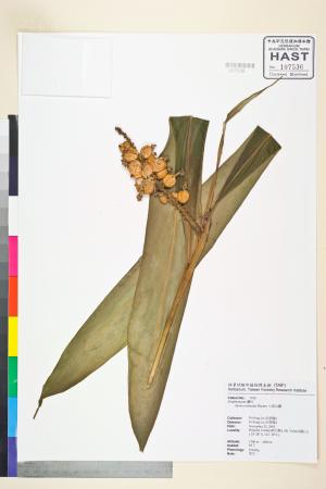 <a href="https://brmas.openmuseum.tw/muse/digi_object/e954c3e0d65e261ae4ebd16c16aad5bb" target="_blank">島田氏月桃／中央研究院生物多樣性研究博物館植物標本館 (HAST)</a>