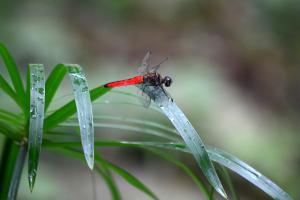 <a href="https://taieol.tw/muse/digi_object/e52a6a4d11de3d84e6bbb4e57c611f32" target="_blank">廣腹蜻蜓／By：aru／iNaturalist</a>