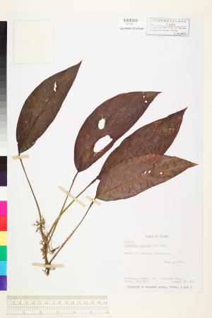 <a href="https://brmas.openmuseum.tw/muse/digi_object/e96aa0f160270e82a204d7bedb7cb7a8" target="_blank">拎樹藤／中央研究院生物多樣性研究博物館植物標本館 (HAST)</a>