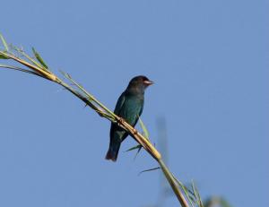 <a href="https://taieol.tw/muse/digi_object/4dec60252616fab21244f92982e593a7" target="_blank">佛法僧／By：kellyshu／iNaturalist</a>