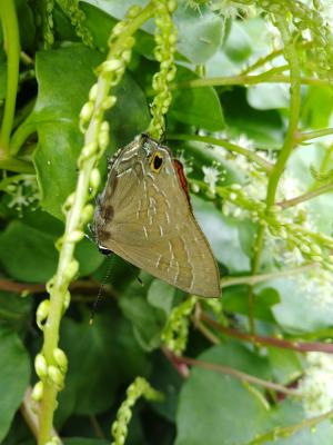 <a href="https://taieol.tw/muse/digi_object/b21767189177e1ba851865eee096d22a" target="_blank">Deudorix epijarbas／By：chengshou／iNaturalist</a>