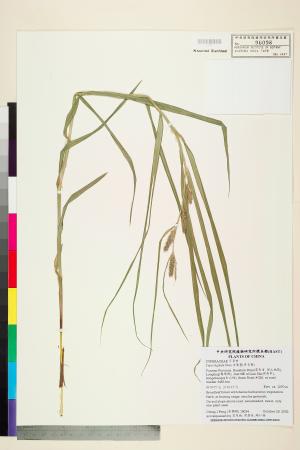 <a href="https://brmas.openmuseum.tw/muse/digi_object/e9877ec77b7b82285e9f61358486817a" target="_blank">舌葉薹(貝舌薹)／中央研究院生物多樣性研究博物館植物標本館 (HAST)</a>