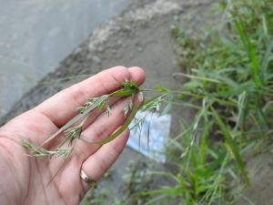 <a href="https://taieol.tw/muse/digi_object/8dcefee5fc2c253ff837c5d00a7aac7c" target="_blank">水蔗草／By：miwuhsieh／iNaturalist</a>