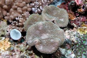 皺褶肉質軟珊瑚
