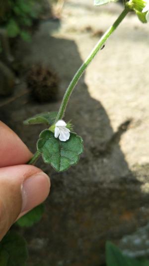 <a href="https://taieol.tw/muse/digi_object/e120c458b5476a866e74973645ca4822" target="_blank">白花草／By：naturalist51606／iNaturalist</a>