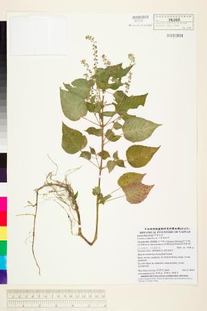 <a href="https://brmas.openmuseum.tw/muse/digi_object/ea0eaf60b653ef3a39508f0c0b4da2d2" target="_blank">心葉露珠草／中央研究院生物多樣性研究博物館植物標本館 (HAST)</a>