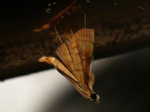 <a href="https://taieol.tw/muse/digi_object/67d158524e004402786921ff150b29e7" target="_blank">Pagyda botydalis／By：shaurong／iNaturalist</a>