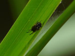 <a href="https://taieol.tw/muse/digi_object/7ad3a2a3c87b88597afd15deb7942fbf" target="_blank">黃斑鬼蛛／By：adachao／iNaturalist</a>
