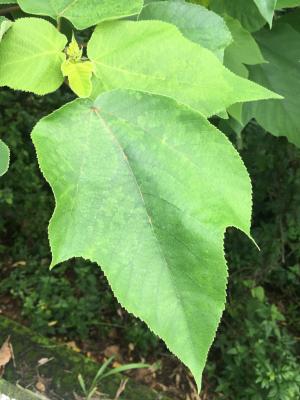 <a href="https://taieol.tw/muse/digi_object/0079c5c917cab4ffe6fe401e155c314b" target="_blank">構樹／By：chendada／iNaturalist</a>
