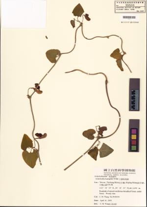 <a href="https://brmas.openmuseum.tw/muse/digi_object/ea4f56beca4569db86f2f0aea31224b3" target="_blank">大葉馬兜鈴／中央研究院生物多樣性研究博物館植物標本館 (HAST)</a>