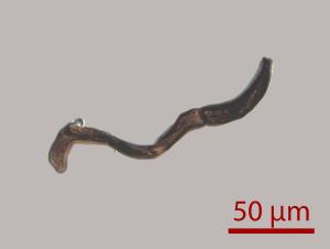 <a href="https://taieol.tw/muse/digi_object/9fbc2605a71eb9bd8899ea5502fbb048" target="_blank">Anthoceros angustus／By：姚奎宇／太魯閣國家公園管理處</a>