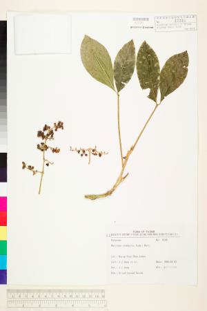 <a href="https://brmas.openmuseum.tw/muse/digi_object/ea941cf84d1a64e358bee0c6e0491a7b" target="_blank">假三腳虌／中央研究院生物多樣性研究博物館植物標本館 (HAST)</a>