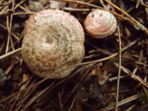 Lactarius hatsudake(紅汁乳菇)
