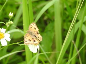 <a href="https://taieol.tw/muse/digi_object/e7d96eb3aaf08883a33188176ab23282" target="_blank">眼蛺蝶／By：wanyitung／iNaturalist</a>