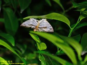 <a href="https://taieol.tw/muse/digi_object/070a17ec30adf4adbd18e919b96ddc41" target="_blank">網絲蛺蝶／By：kinmatsu／iNaturalist</a>
