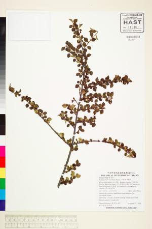 <a href="https://brmas.openmuseum.tw/muse/digi_object/eaaac1cc4d977f6a1efb80539de572c3" target="_blank">平枝舖地蜈蚣／中央研究院生物多樣性研究博物館植物標本館 (HAST)</a>