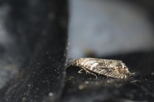 <a href="https://taieol.tw/muse/digi_object/1793b667c7c34dc91d3950232c7098b5" target="_blank">Glyphipterix lunaris／By：papilioshih／iNaturalist</a>
