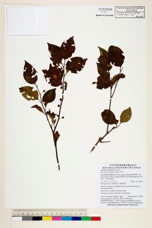 <a href="https://brmas.openmuseum.tw/muse/digi_object/eab29ca2168d76b2e1d601b5681f8de3" target="_blank">草野氏冬青／中央研究院生物多樣性研究博物館植物標本館 (HAST)</a>