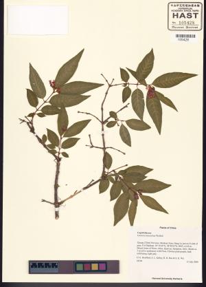 <a href="https://brmas.openmuseum.tw/muse/digi_object/eacbfe406058f26dc8e011bd6fa0b4e4" target="_blank">忍冬屬／中央研究院生物多樣性研究博物館植物標本館 (HAST)</a>