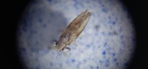 <a href="https://taieol.tw/muse/digi_object/e5b4663e820bae36089f1b9d12f145b9" target="_blank">Diaphorina citri／By：naturalist8102／iNaturalist</a>