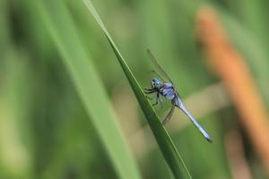 <a href="https://taieol.tw/muse/digi_object/e033b38a66049c22343e085058729c82" target="_blank">呂宋蜻蜓／By：allenlyu／iNaturalist</a>