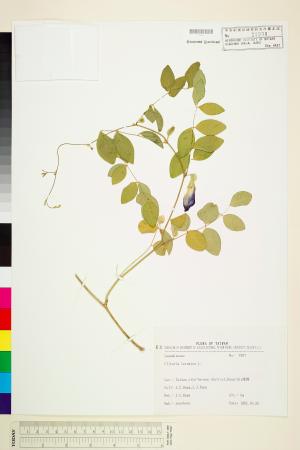 <a href="https://brmas.openmuseum.tw/muse/digi_object/eb0057ea0a46475c2ad15d72cecb1d15" target="_blank">蝶豆／中央研究院生物多樣性研究博物館植物標本館 (HAST)</a>