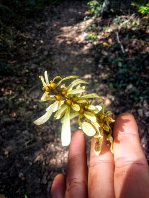 <a href="https://taieol.tw/muse/digi_object/8bc391f01b39b170e870039d5e42ae67" target="_blank">黃杞／By：lynnzi／iNaturalist</a>