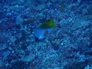 <a href="https://taieol.tw/muse/digi_object/62f0b77b34b7e21fa608a45e96304d36" target="_blank">揚旛蝴蝶魚／By：pchi45／iNaturalist</a>