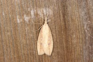 <a href="https://taieol.tw/muse/digi_object/9a3269d3da544d560f248ec3630ae19e" target="_blank">Hypena longipennis／By：ahan88／iNaturalist</a>