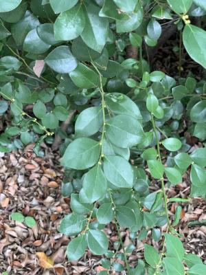 <a href="https://taieol.tw/muse/digi_object/ab80d47b56a074f8e62773b6f4dd12d0" target="_blank">內苳子／By：amygoog／iNaturalist</a>