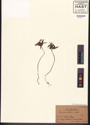 <a href="https://brmas.openmuseum.tw/muse/digi_object/eb39c2c94e7b337d4d373accdfb20f3f" target="_blank">銀蓮花屬／中央研究院生物多樣性研究博物館植物標本館 (HAST)</a>