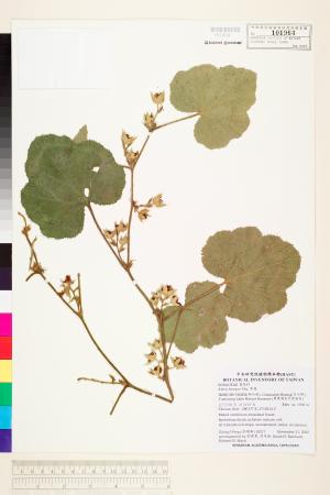 <a href="https://brmas.openmuseum.tw/muse/digi_object/eb454198541d55371cf8b183a6ecb159" target="_blank">寒莓／中央研究院生物多樣性研究博物館植物標本館 (HAST)</a>