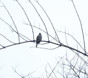 <a href="https://taieol.tw/muse/digi_object/11cdf6d7acaeda2329cc9c17be7b958b" target="_blank">麻雀／By：lhurteau／iNaturalist</a>
