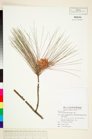 <a href="https://brmas.openmuseum.tw/muse/digi_object/eb6d0f36765a5f17a4143c87181978a6" target="_blank">台灣二葉松／中央研究院生物多樣性研究博物館植物標本館 (HAST)</a>