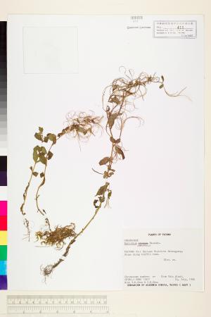 <a href="https://brmas.openmuseum.tw/muse/digi_object/eb7634c63b30cd27d145c8c394499c5d" target="_blank">黑龍江柳葉菜／中央研究院生物多樣性研究博物館植物標本館 (HAST)</a>