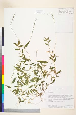 <a href="https://brmas.openmuseum.tw/muse/digi_object/eb809e359d56b0769ecd6de1f43c6f51" target="_blank">求米草屬／中央研究院生物多樣性研究博物館植物標本館 (HAST)</a>