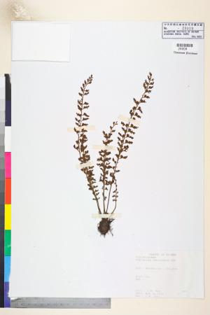 <a href="https://brmas.openmuseum.tw/muse/digi_object/eb8e6cde957885e45edf5248ddbffe1d" target="_blank">鱗柄鐵角蕨／中央研究院生物多樣性研究博物館植物標本館 (HAST)</a>