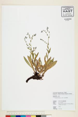 <a href="https://brmas.openmuseum.tw/muse/digi_object/eb8ee72db763105231de555d338bb1e3" target="_blank">高山倒提壺／中央研究院生物多樣性研究博物館植物標本館 (HAST)</a>