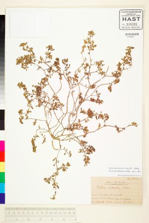 <a href="https://brmas.openmuseum.tw/muse/digi_object/ebb08a59e9aecb40e6a34d37b4f0ef45" target="_blank">假繁縷／中央研究院生物多樣性研究博物館植物標本館 (HAST)</a>