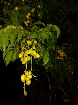 <a href="https://taieol.tw/muse/digi_object/1bab576d60498f95dfb8de9294a3a0e5" target="_blank">黃皮／By：naturalist5923／iNaturalist</a>