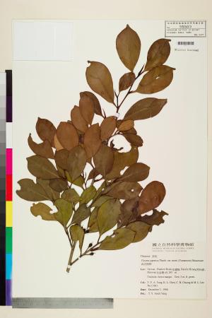 <a href="https://brmas.openmuseum.tw/muse/digi_object/ebbb5eeeb5a7da440437abe87a438d40" target="_blank">森氏紅淡比／中央研究院生物多樣性研究博物館植物標本館 (HAST)</a>