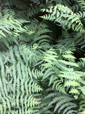 <a href="https://taieol.tw/muse/digi_object/9555468a1d5f2ac14efa0b4f78e560c3" target="_blank">栗蕨／By：streamyu／iNaturalist</a>